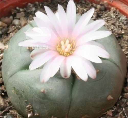 Cactus L. Diffusa var. koehresii 10 Seeds Pack
