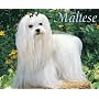 Just Maltese 2009 Calendar