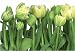 Wei�e Tulpen und erfrischendes gr�n.
Verwandeln Sie Ihr Zuhause in ein Zimmer mit Aussicht. 
Ein absoluter Blickf�nger f�r Ihren Wohnraum und ist f�r die n�chsten Jahre voll 
angesagt.
Hochwertige Fototapete mit einzigartigem Motiv. 
Fototapeten sind eine Augenweide f�r jeden Raum. Mit dekorativen Motiven zum Tr�umen.
Alle Motive 
sind so gew�hlt, dass sie auf allen Seiten beschnitten werden k�nnen, ohne dass ein Verlust der 
Gesamtwirkung entsteht. 
Die Fototapeten haben fantastischen Farben und sind aus den qualitativ hochwertigsten Materialien 
gefertigt.
Extrem leichte Verarbeitung, die R�ckseiten der Fototapeten sind nummeriert, eine 
Anleitung 
zum Anbringen finden Sie auf jeder R�ckseite der Fototapete.
Je nach Gr��e haben die Fototapeten 
eine variierende Anzahl an Einzelteilen, 
die Fototapeten sind qualitativ so hergestellt, das Sie bei einer ordentlichen und 
fachgerechten
Anbringung keinerlei �berg�nge sehen.