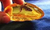 Amber - 18