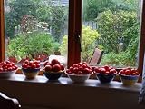 How to Grow the Tastiest Food Crops in the Small Greenhouse (Top tips for the Best Tomatoes, Cucumbers, Aubergines, Sweet Peppers and Chilli Peppers