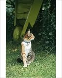 Photographic Print of Domestic Cat - with flea collar, name tag and bell from Ardea
