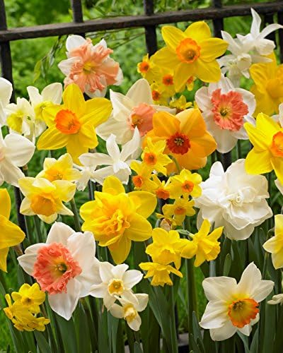 Premium Daffodil Mix Bulbs (50-Pack)