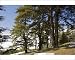 Photographic Prints of Atlas Cedar forest - in the Middle Atlas Mountains from Ardea Wildlife Pets
