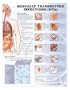 Sexually Transmitted Infections Chart STI