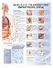 Sexually Transmitted Infections Anatomical Chart Laminated