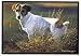 terrier14  - Pet Mat 180 x 270 Jack Russel Terrier