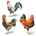 Wallies 12205 Painted Roosters Wallpaper Cutout