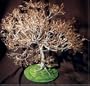 Bonsai Boy's Wire Bonsai Tree Sculpture - Dogwood on Lawn 19Hx19Wx21D