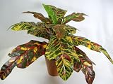 45cm Potted Artificial Silk Croton Plant ~ Office Plant with Pot ~ Home & Conservatory Decoration