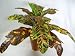 Kitchen & Housewares : 45cm Potted Artificial Silk Croton Plant ~ Office Plant with Pot ~ Home & Conservatory Decoration