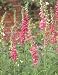 Foxglove - Wild -Digitalis purpurea - 1000 seeds