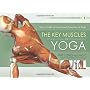 Key Muscles of Yoga: Your Guide to Functional Anatomy in Yoga (Scientific Keys): 1