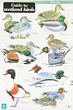 A guide to wetland birds