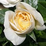 Rose Champagne Moment
