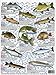 How to Catch'em Freshwater Fish Identification #4 - Waterproof Quick Reference Guide | (Weight, Water Temp, Fishing Methods, and Food Quality)