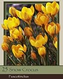 Crocus Specie Fuscotinctus Pack of 25 Bulbs