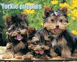 Just Yorkie Puppies 2009 Calendar (Just)