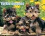 Just Yorkie Puppies Calendar