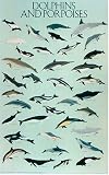Dolphins and Porpoises Poster