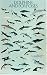 Dolphins and Porpoises Poster
