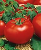 51maFnmPAxL. SL160  Big Beef Hybrid Tomato Seeds   Lycopersicon Esculentum   0.1 Grams   Approx 35 Gardening Seeds   Vegetable Garden Seed
