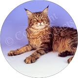 RED MAINE COON CAT Fridge Magenet