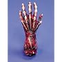 Skinned left Hand - Halloween Prop