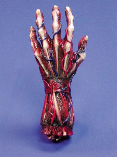 Skinned left Hand - Halloween Prop