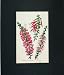 1845 Hand Coloured Flowers Seedling Epacrisses Radiata