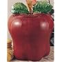 Country red APPLE ceramic COOKIE JAR home decor NEW