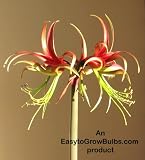 Amaryllis Chico - 22/24cm Bulb