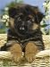 Ravensburger Puzzle - Puppy In A Basket (200 pieces)