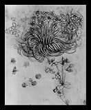 Leonardo da Vinci (Flowering plants) Black Wood-Mounted Art Poster Print - 13" X 19"