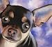 "Chihuahua" Dog Art Print Signed by Artist DJ Rogers