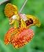 Creation Farm Jewelweed Spray 4 oz - Poison Ivy Itch Relief, Remedy Soothes Itchy Poison Oak, Allergy Rash, Bug Bites, Bee Stings, Para Prurito, Picaduras de Insectos, Hiedra Venenosa