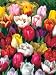 60 Days of Tulips - Flower Tulip Garden - - FALL PLANTING - SPRING FLOWERS -- Flowering Bulbs Include: Variety of Colorful Red, Pink, White, Purple, Yellow Long Stem Hardy Tulips! -- Amazing Seeds for Your Flower Garden - (Easy & Hassle Free!) - Grow Flowers Quickly & Easily! A great gift idea for the home garden or family yard! This unique bulb seed mix grows beautiful live plants! When these flowers are cut, they make the perfect flower arrangements, in a flower vase, bouquet or flower basket!