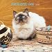   - Himalayan Cats 2008 Wall Calendar
