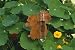 Squirrel Rain Gauge