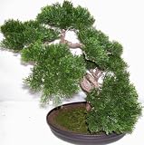 Review Silk Plants Plus  / 17