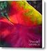 Rainbow Coleus 2 Canvas Print / Canvas Art - Artist Jeff Breiman