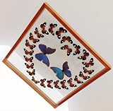 Real Framed Butterflies Heart Valentine's Day Gift with Blue Morpho