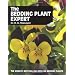 The Bedding Plant Expert (The Expert Series)