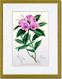 Gold Framed/Matted Print 17x23, The Ciliated Rhododendron