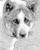 Akita Dog 8x10 Art Print Drawing Signed Laroux