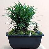 Kyoto Dwarf Mondo Grass Bonsai - Ophiopogon -Indoor/Out