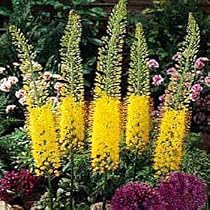1 Yellow Foxtail Lily Bulb - Eremurus bungei