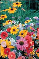 Wildflower Perennial Mix - 200 Seeds, 3 g