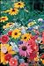 Wildflower Perennial Mix 200 Seeds