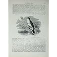 CASSELL'S BIRDS c1870 FIELD TREE WARBLER WILLOW WREN